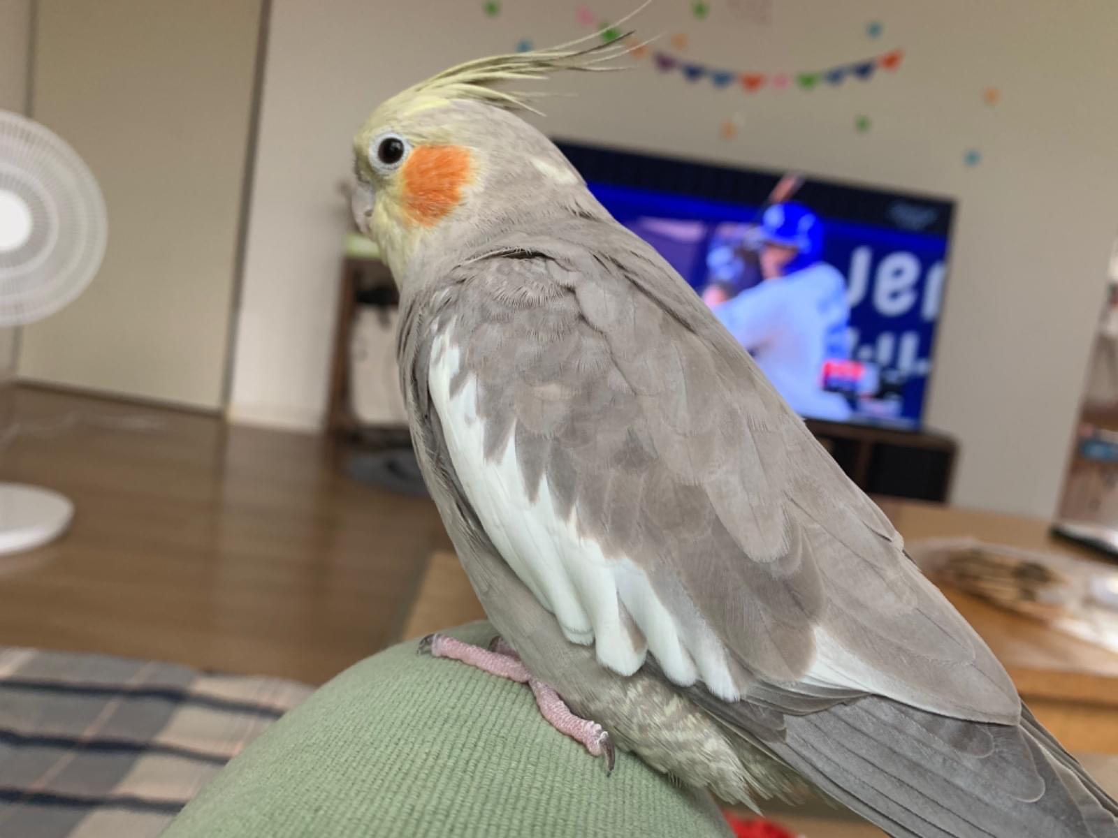 もんちゃん もんちゃん
