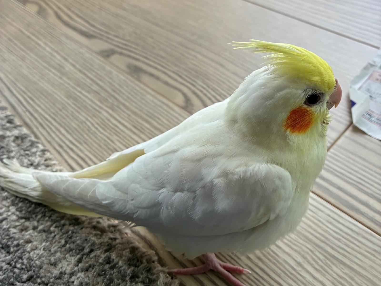 よっちゃん