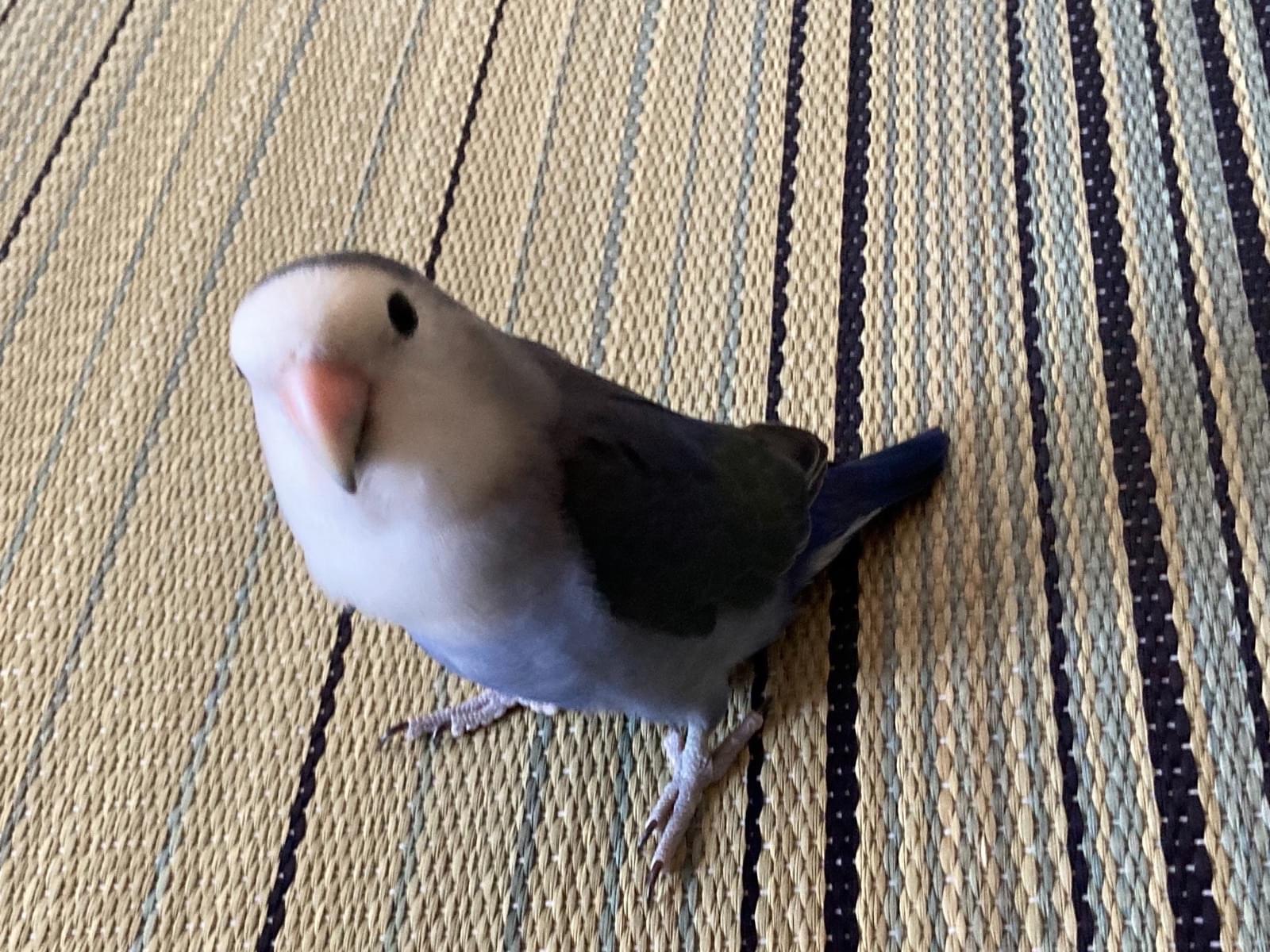 ソラちゃん ソラちゃん