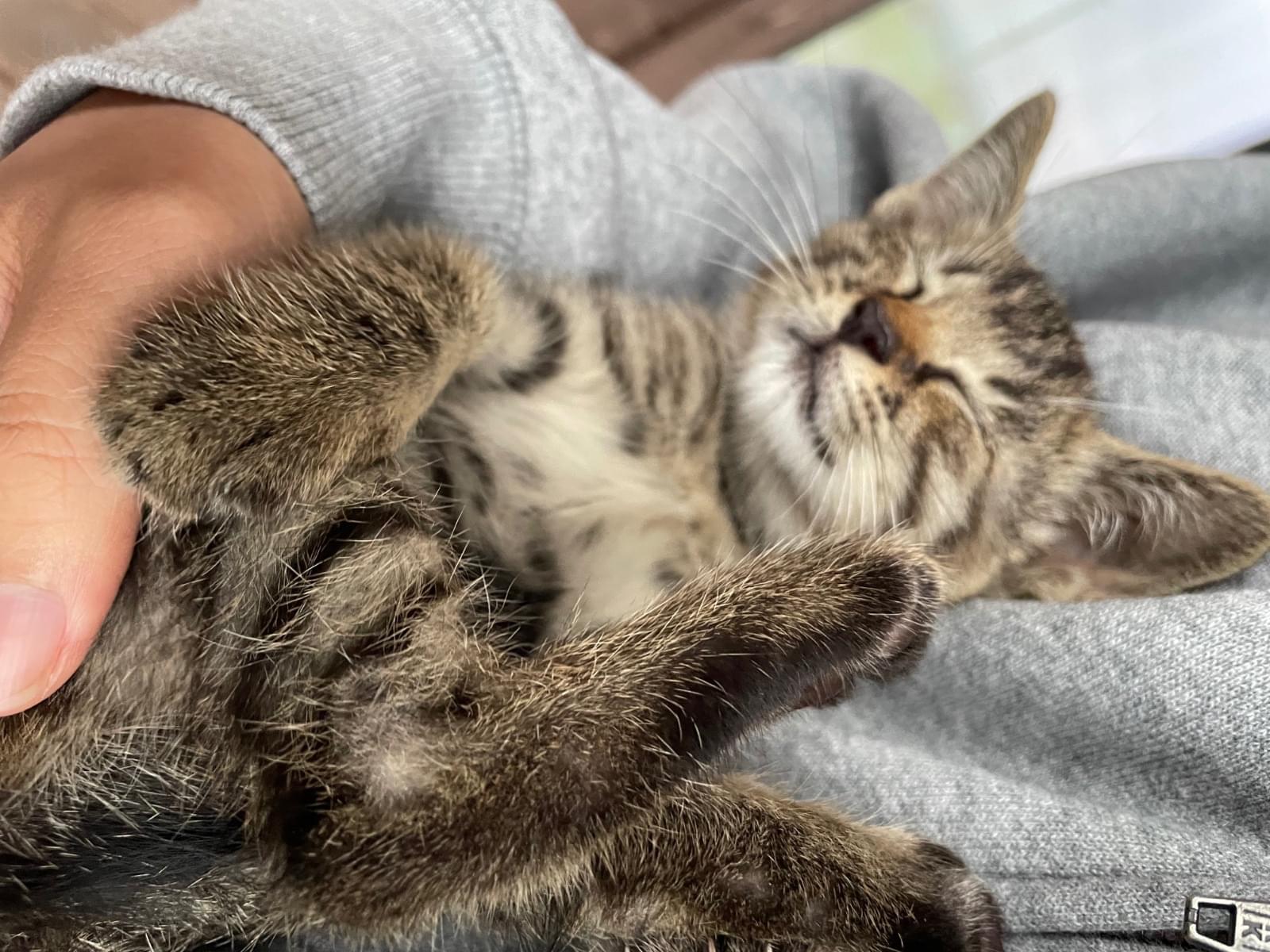保護された猫