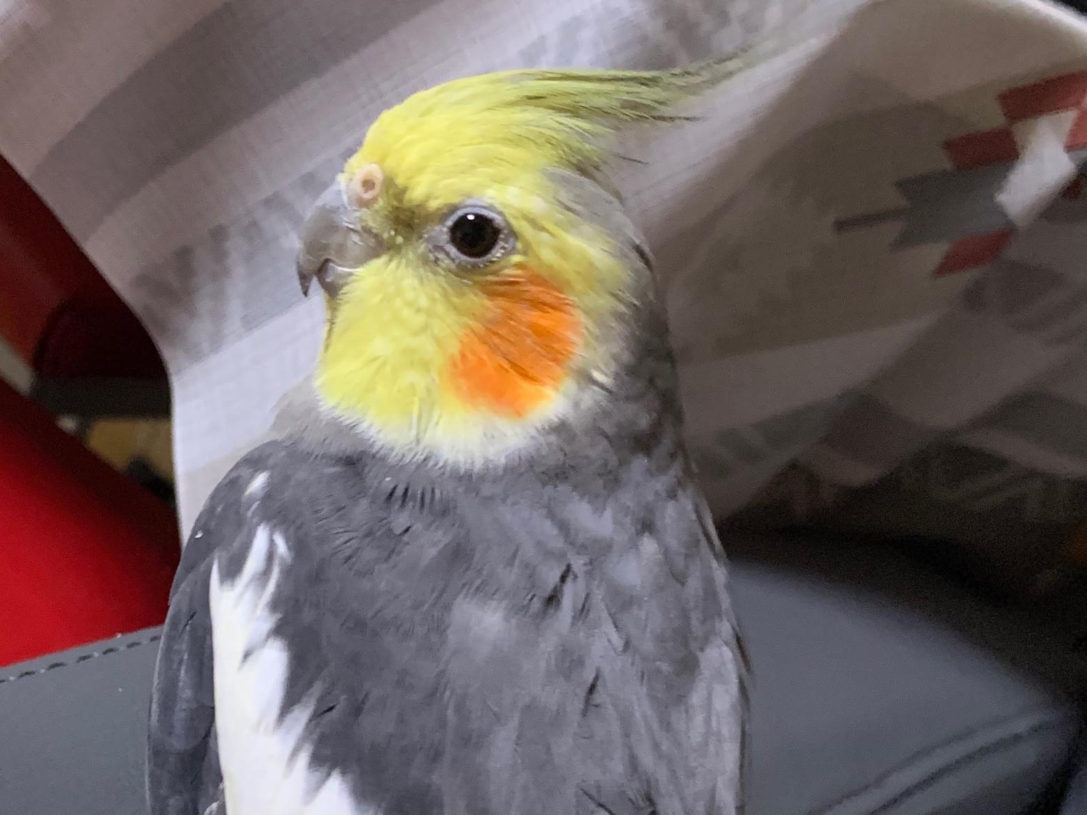 くぅちゃん くぅちゃん
