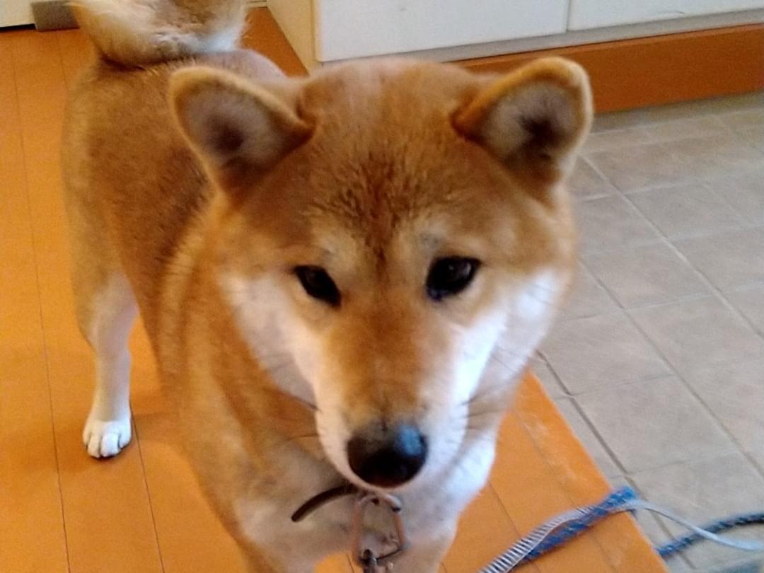 保護された犬 保護された犬