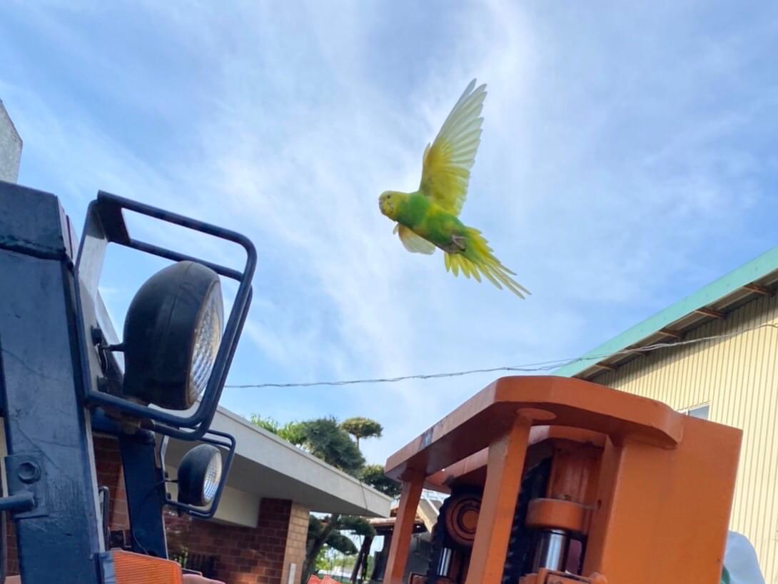 保護された鳥 保護された鳥