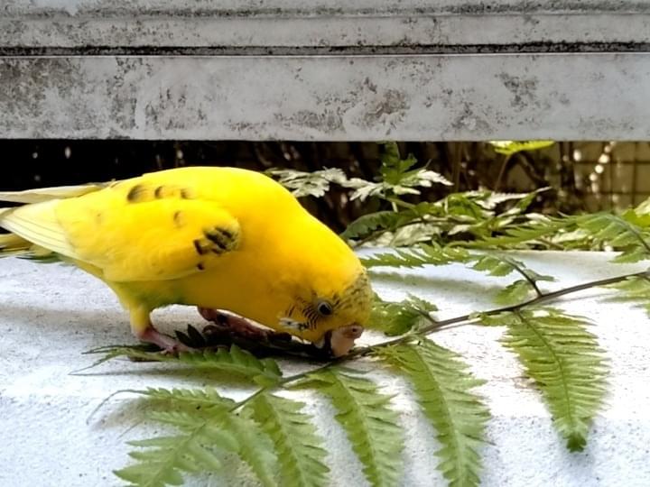 目撃された鳥 目撃された鳥