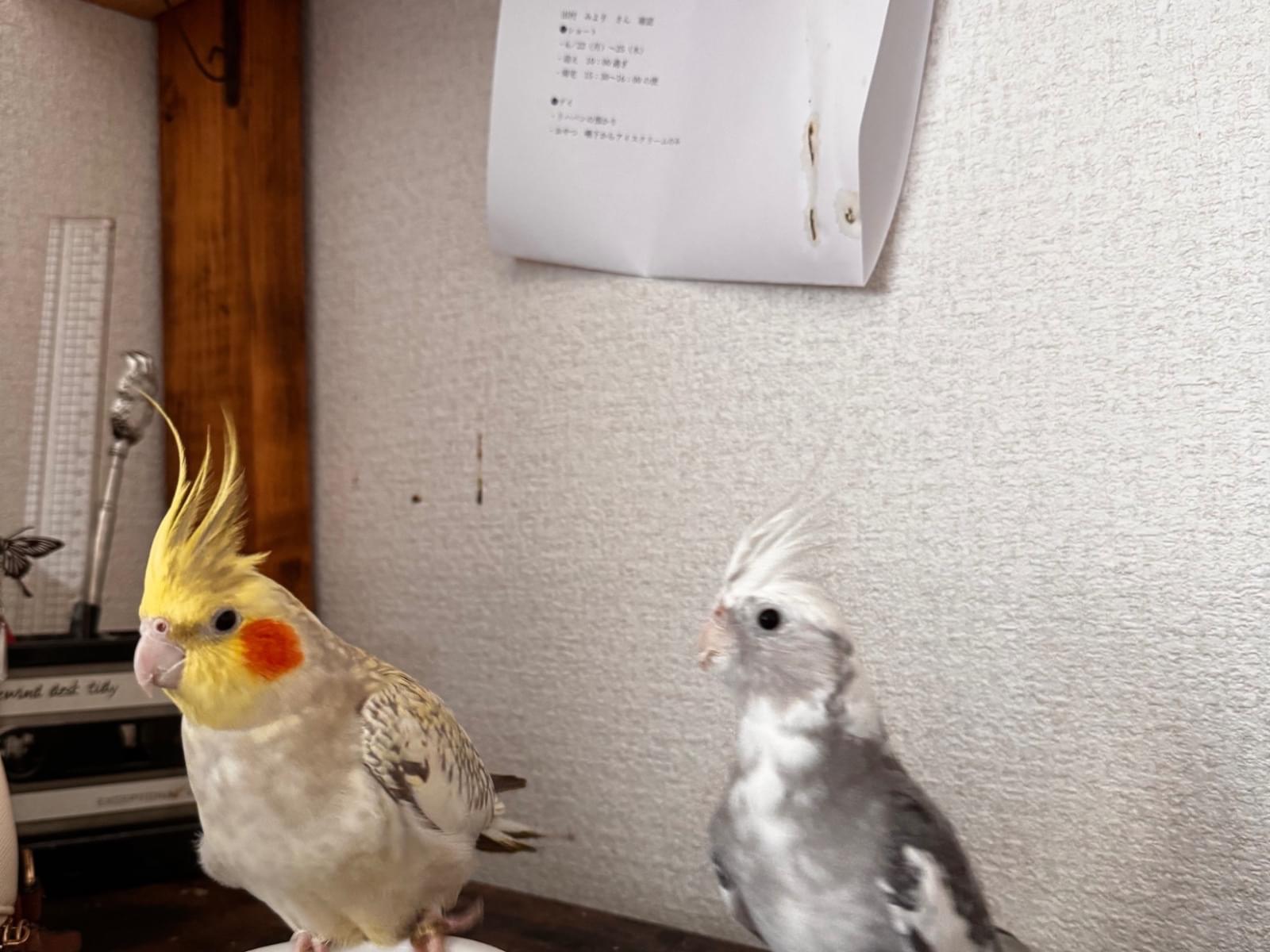 ラムちゃん ラムちゃん