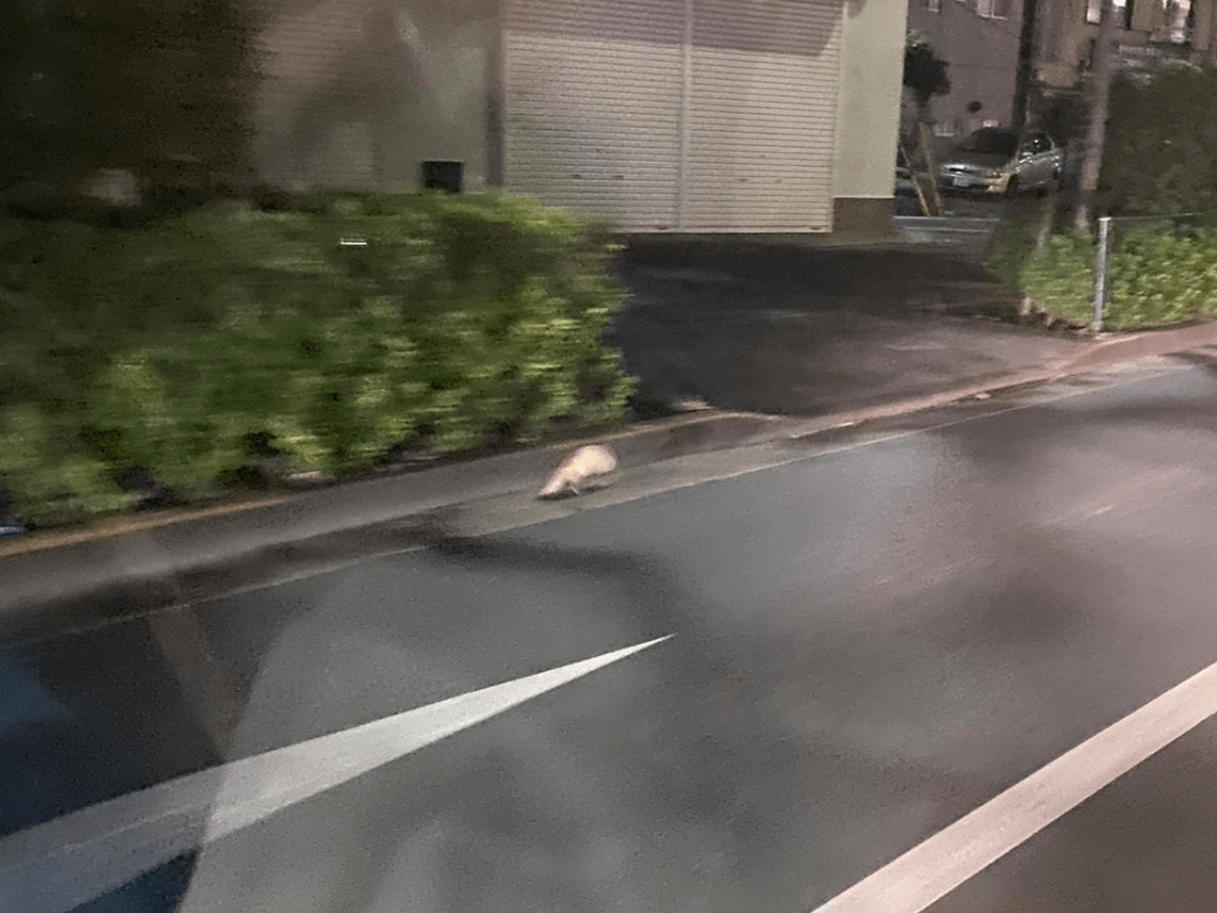 目撃されたペット 目撃されたペット
