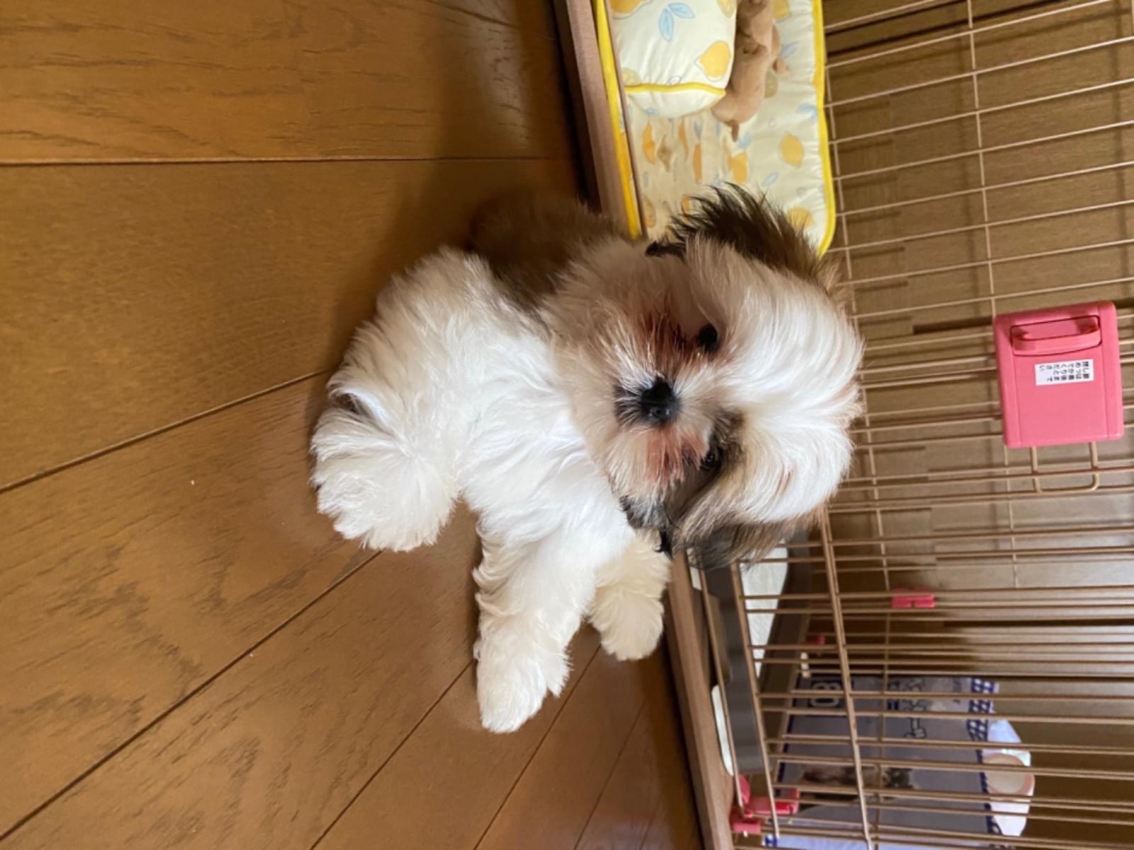 マルちゃん マルちゃん