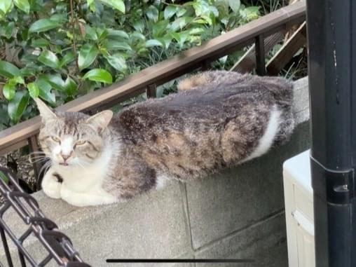 おうじちゃん おうじちゃん