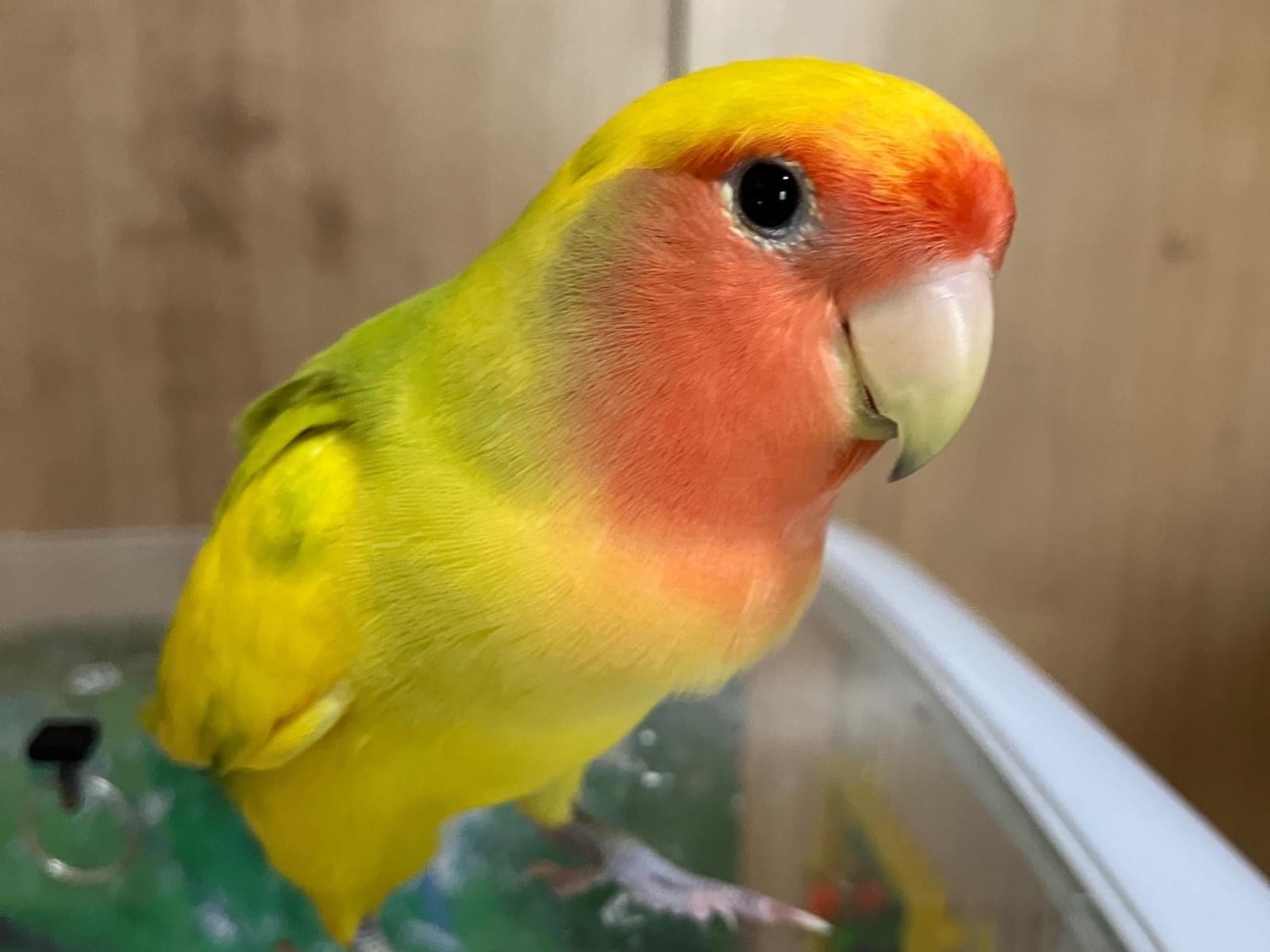 モモちゃん モモちゃん