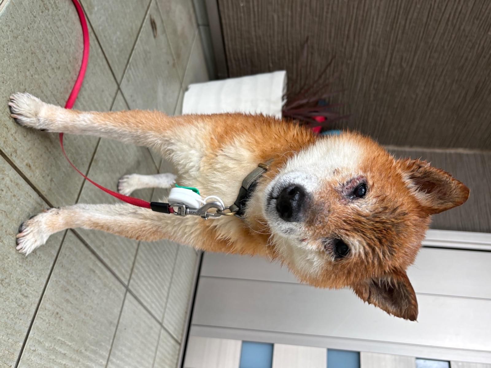 保護された犬 保護された犬