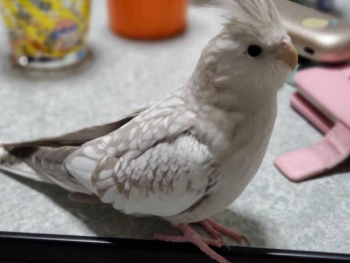 パルちゃん パルちゃん