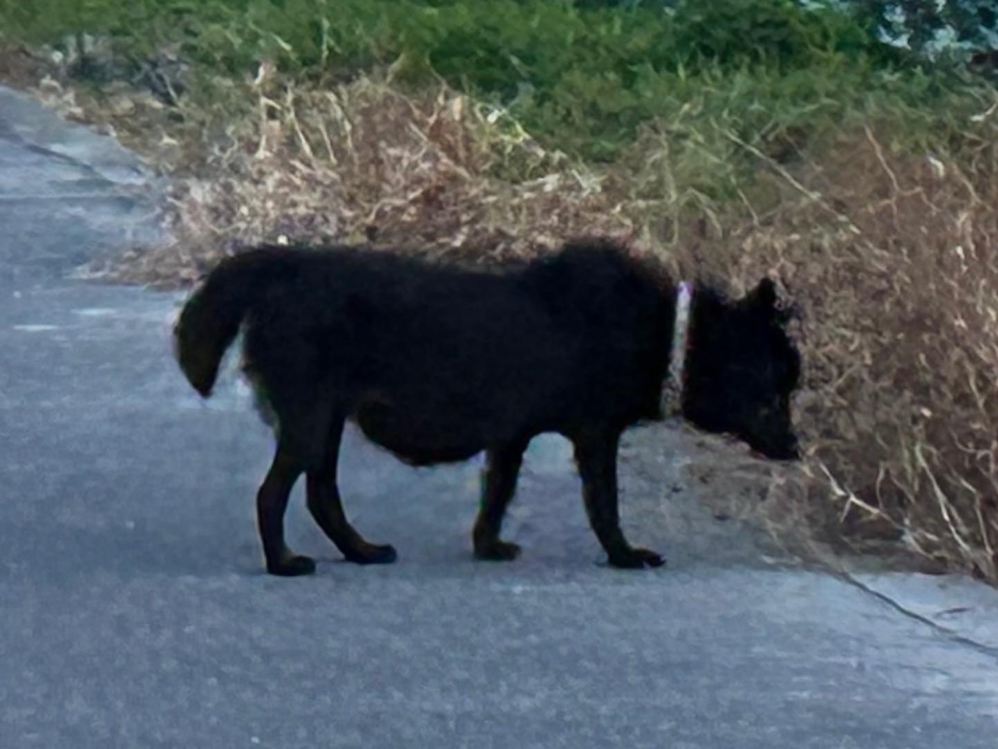 目撃された犬