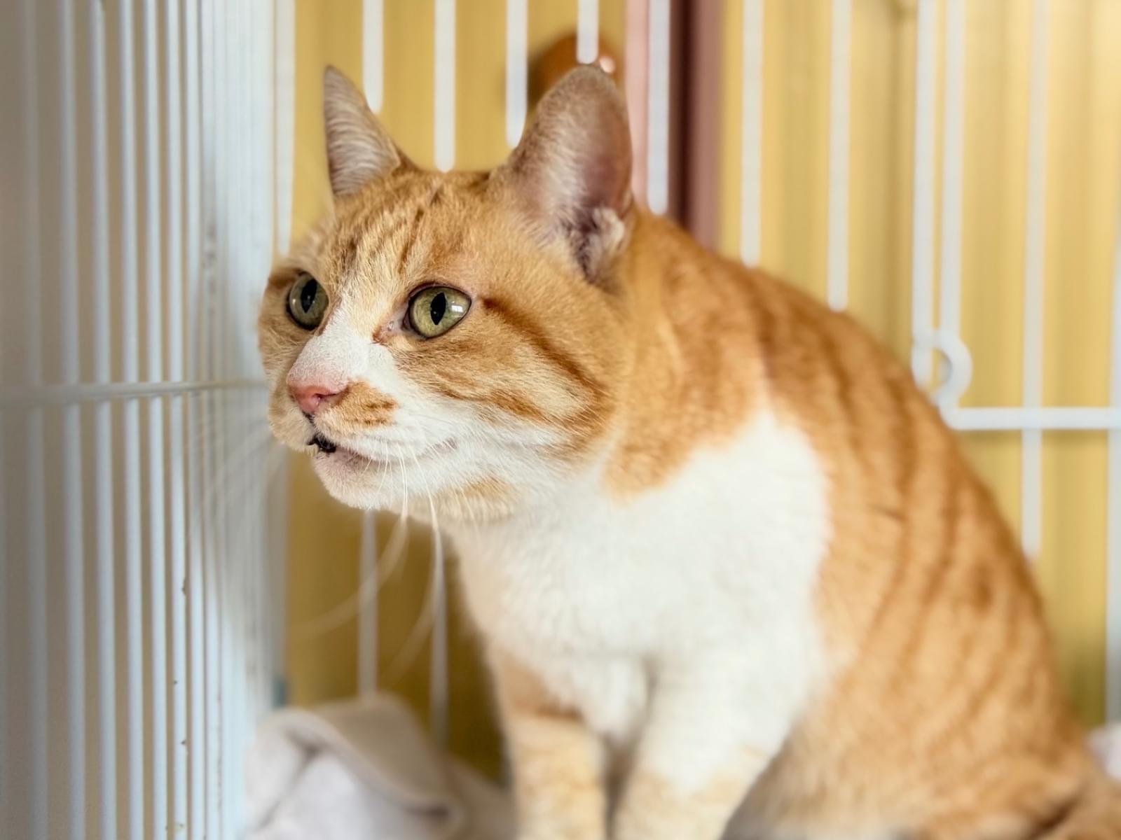 保護された猫