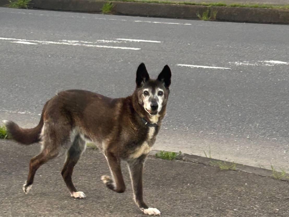 目撃された犬 目撃された犬
