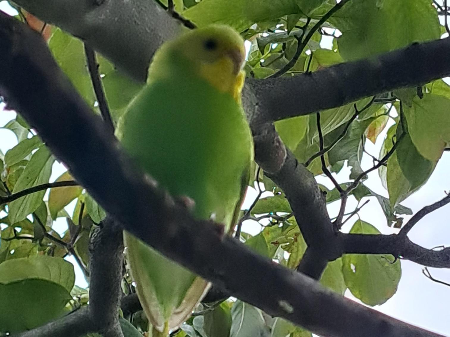 目撃された鳥 目撃された鳥