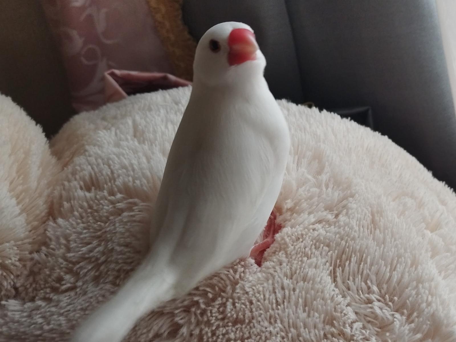 ぴーきちちゃん ぴーきちちゃん