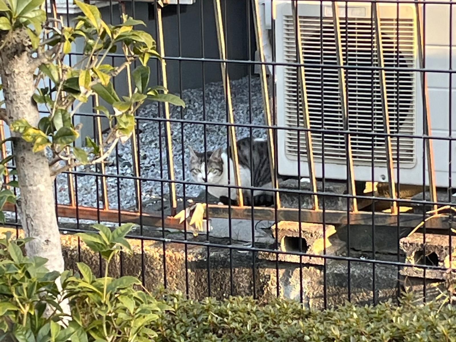 目撃された猫 目撃された猫