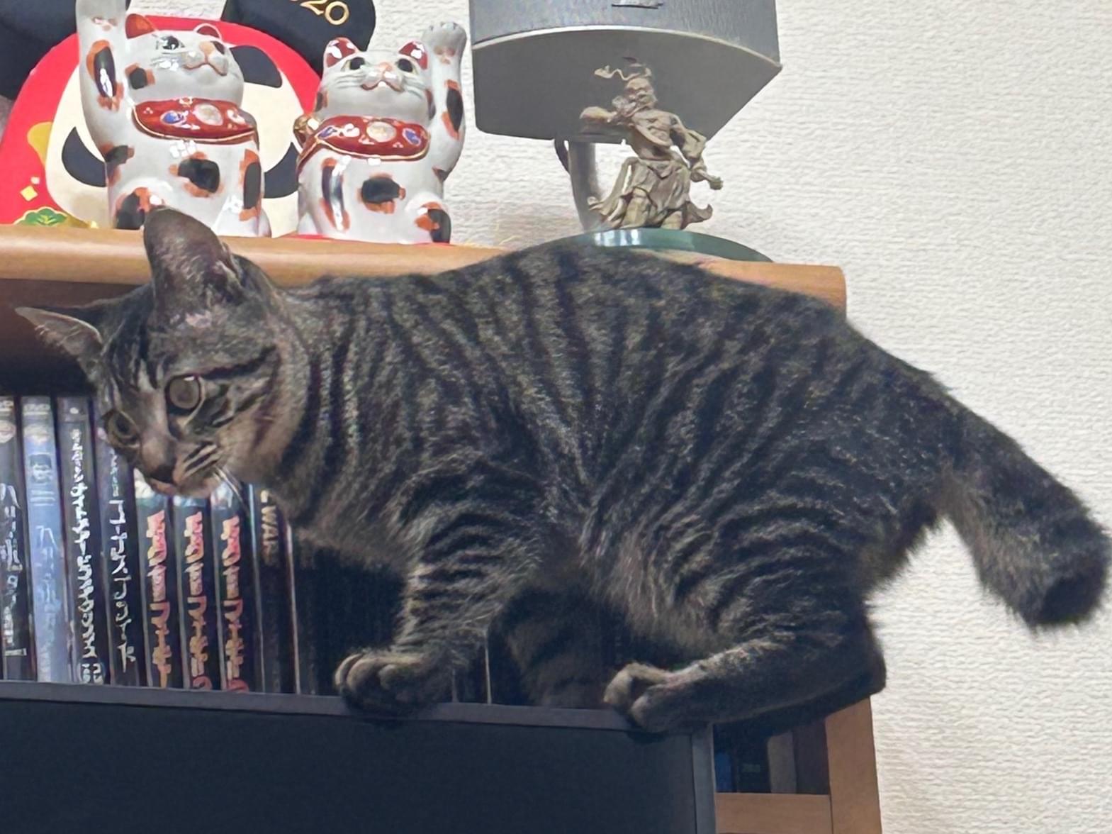 らいかちゃん らいかちゃん