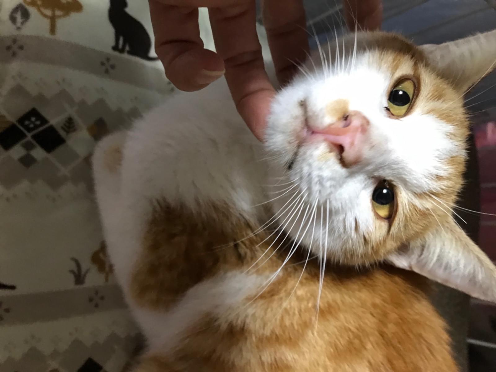 保護された猫 保護された猫