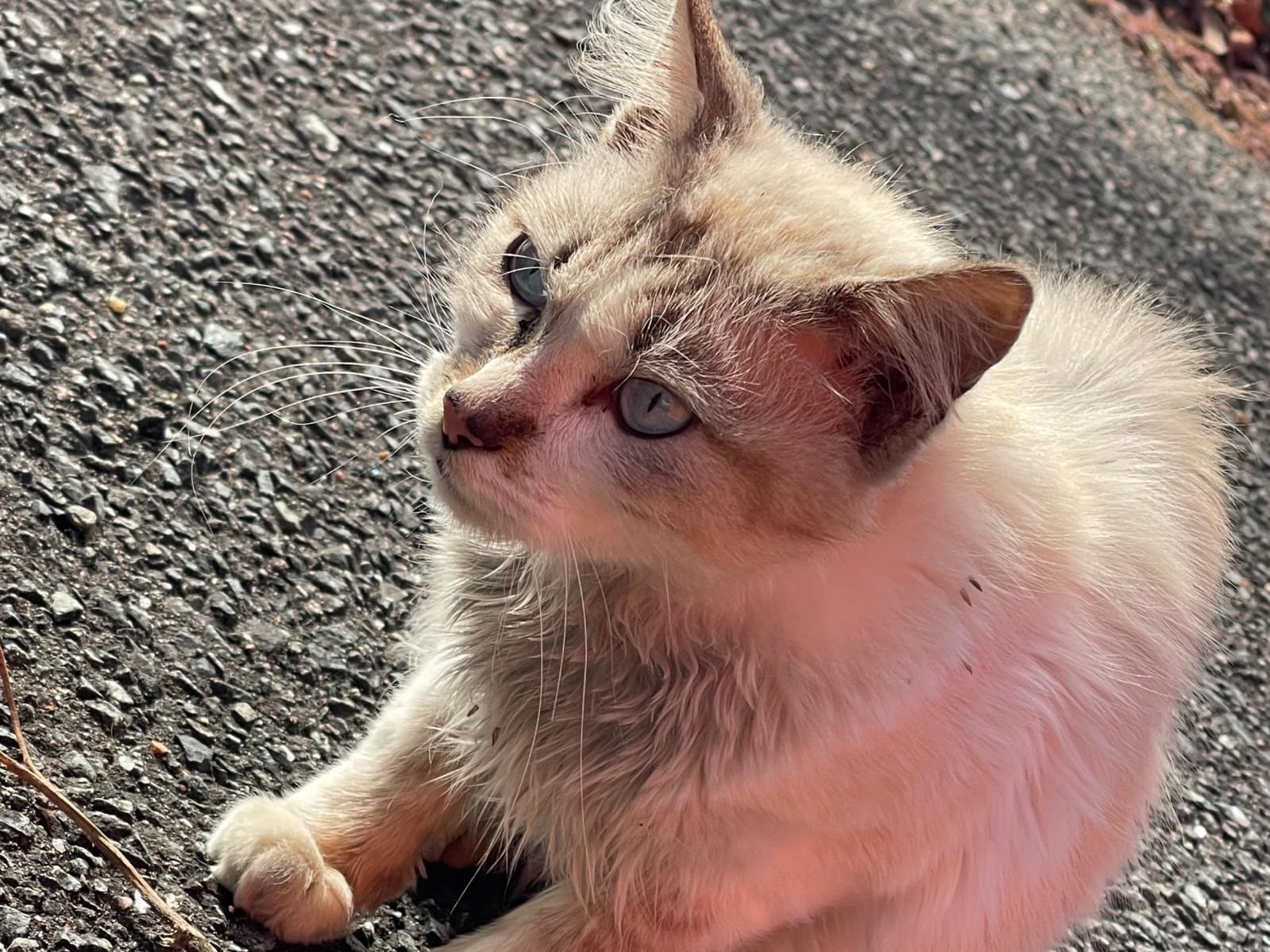 目撃された猫 目撃された猫