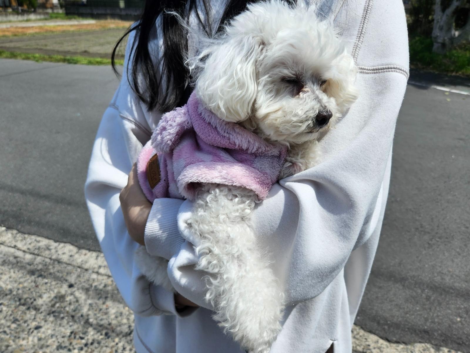 保護された犬 保護された犬