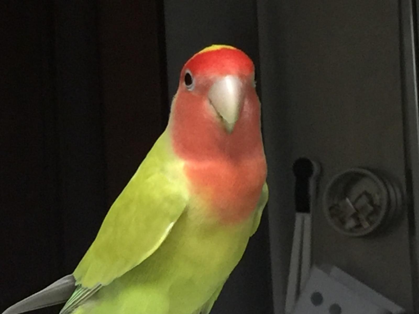 コザクラインコのピーちゃん コザクラインコのピーちゃん