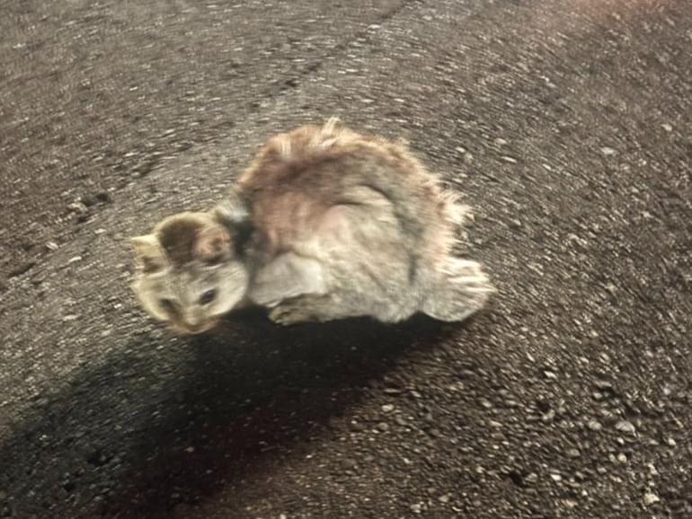 目撃された猫
