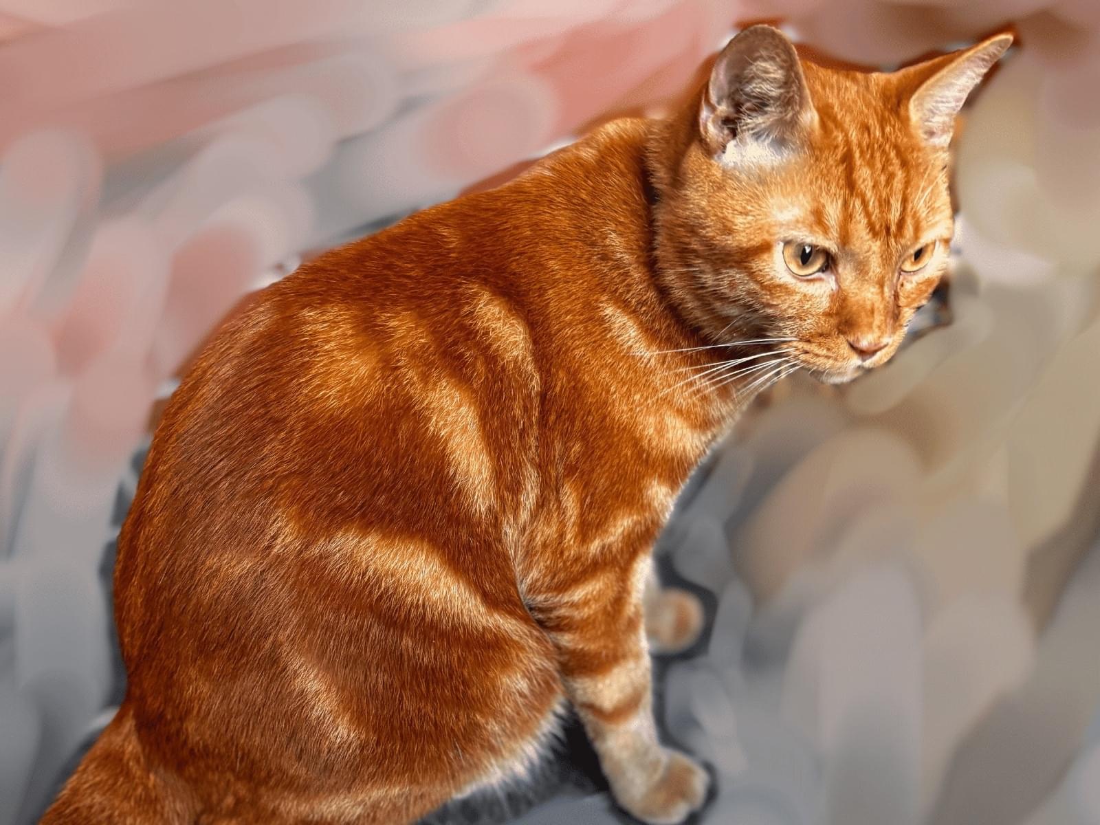 目撃された猫 目撃された猫