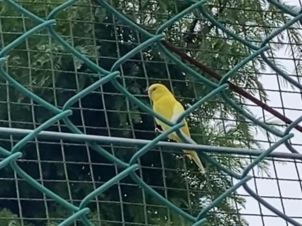 目撃された鳥 目撃された鳥