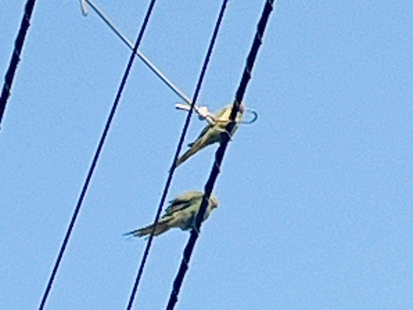 目撃された鳥 目撃された鳥