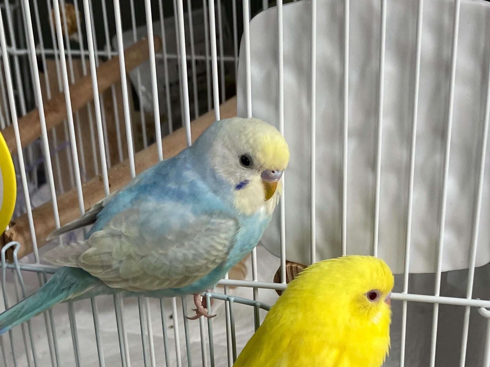 オクラちゃん