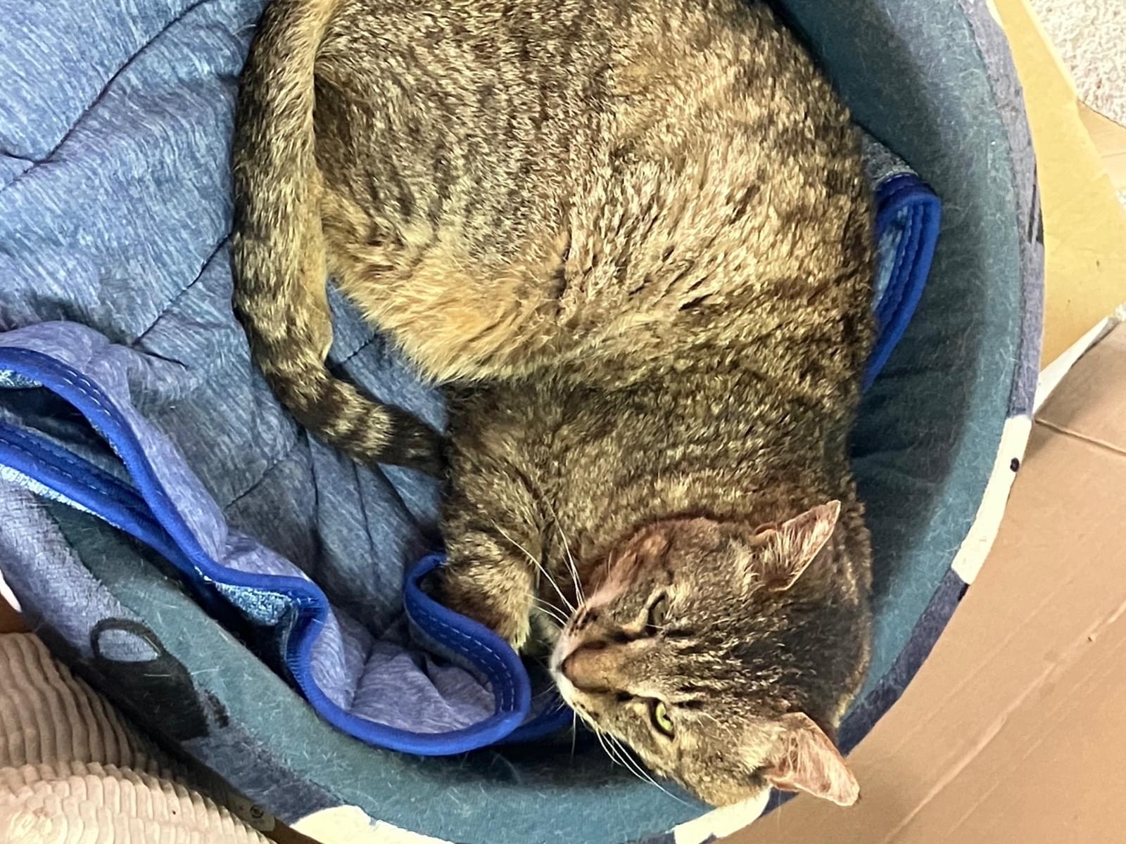 保護された猫 保護された猫