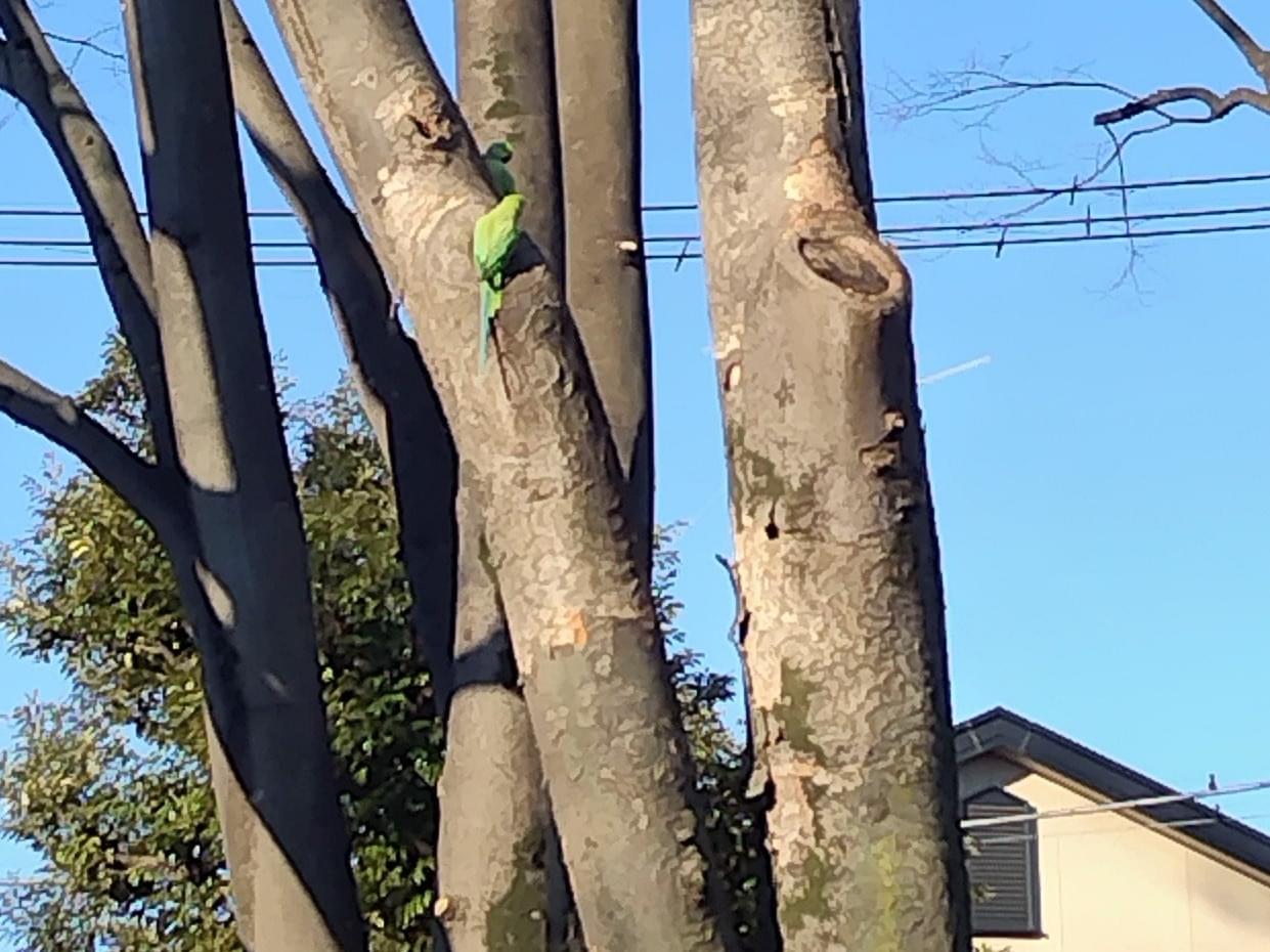 目撃された鳥 目撃された鳥