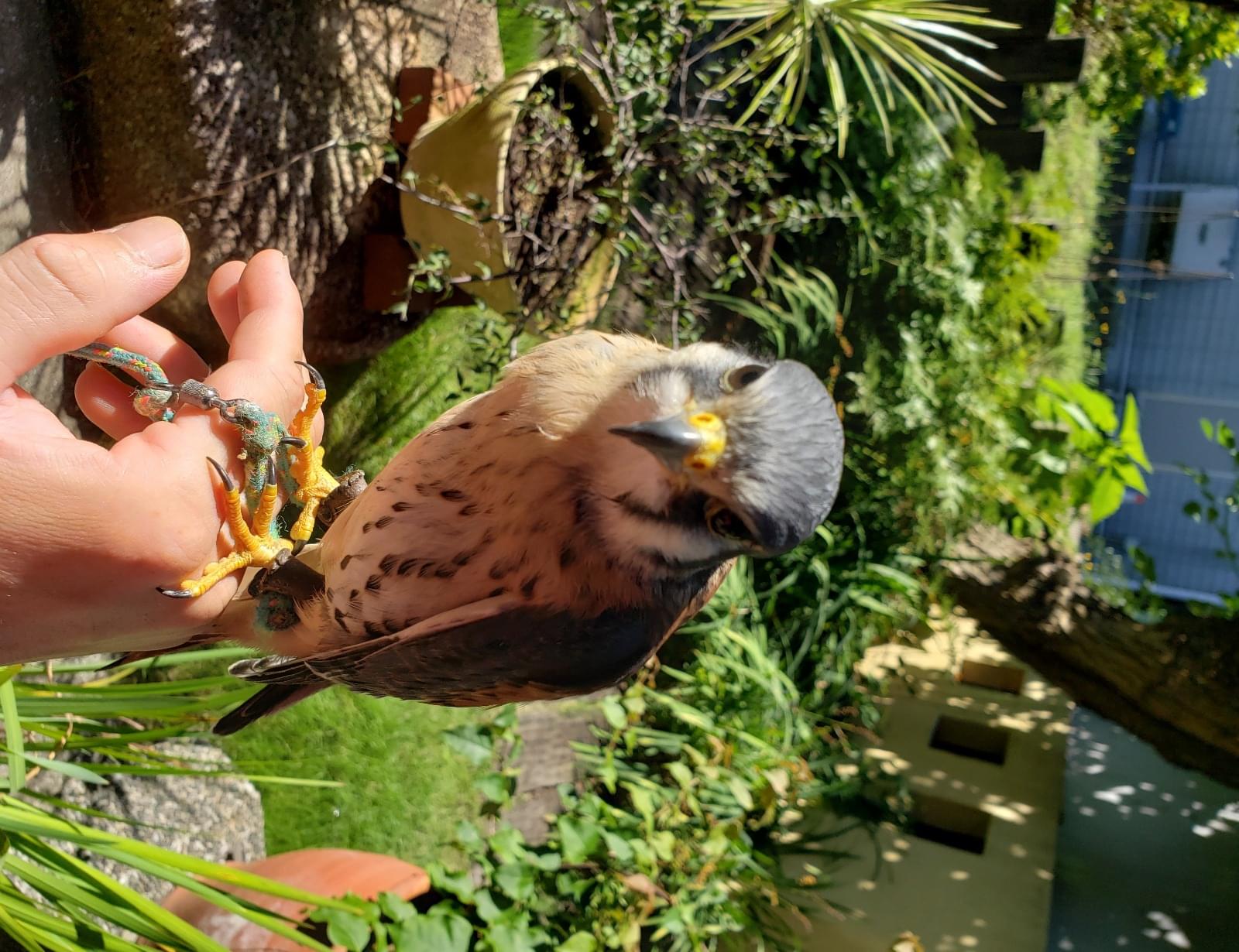 アメリカチョウゲンボウを探しています