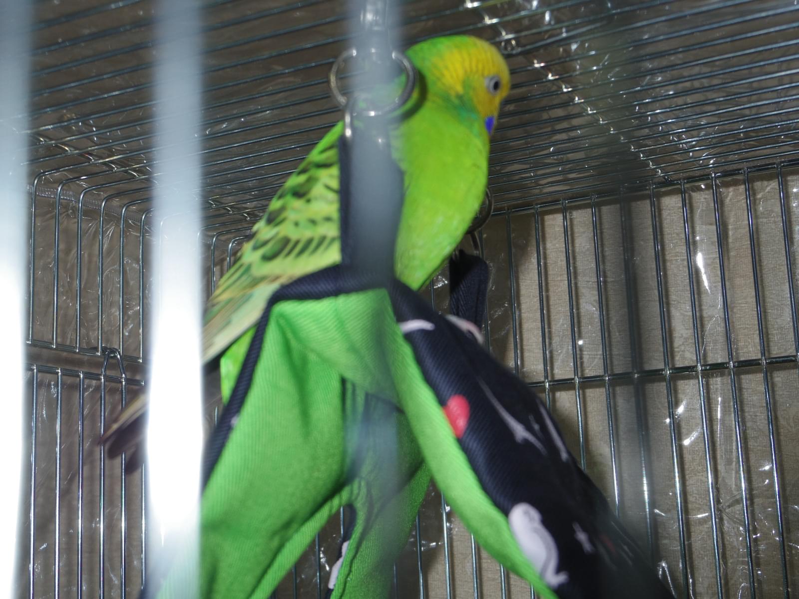 保護された鳥 保護された鳥