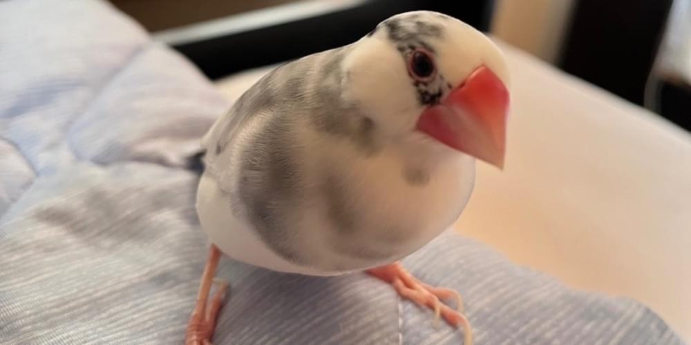 白と黒のブチ模様の桜文鳥を探しています