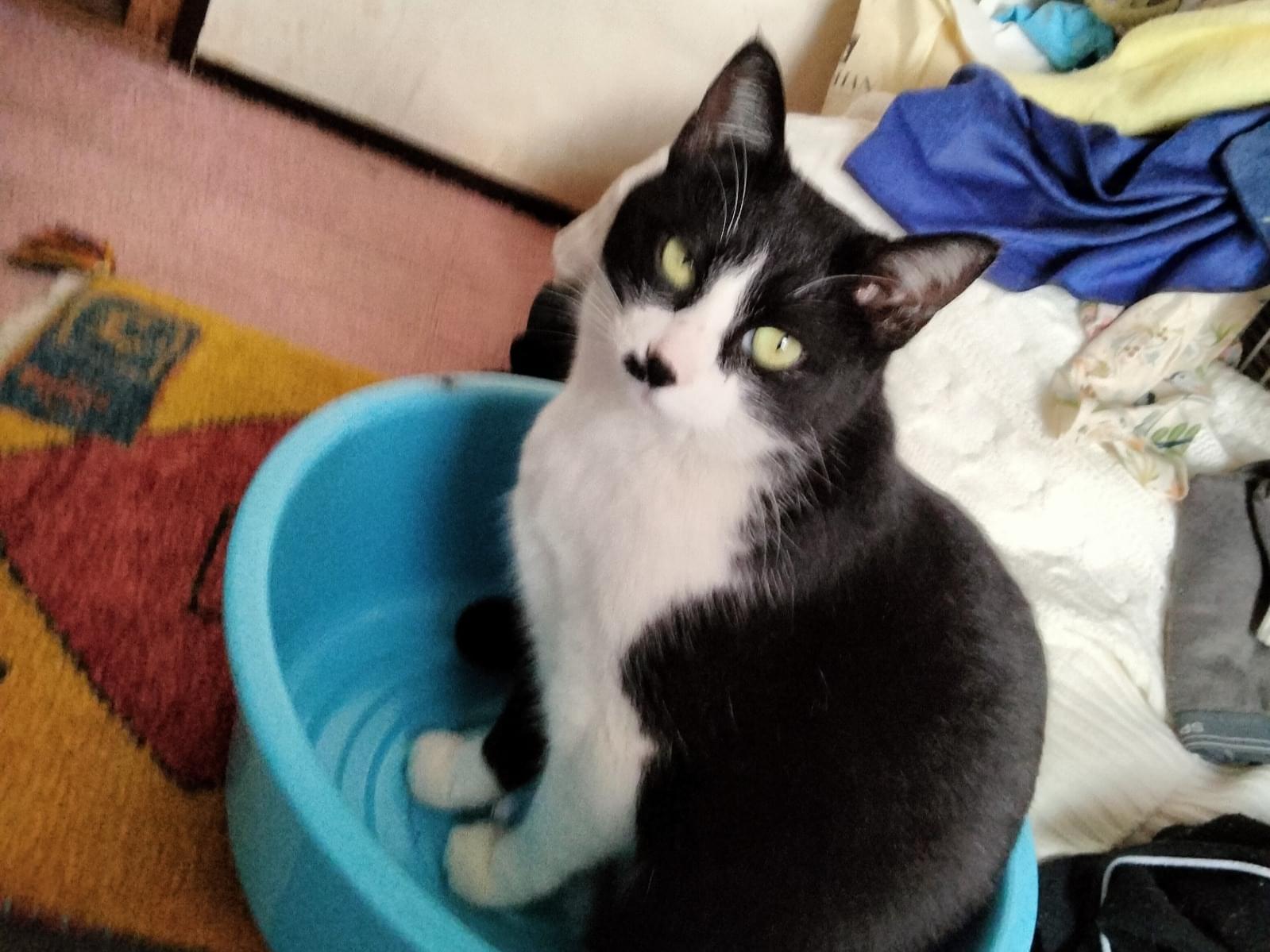 保護された猫 保護された猫