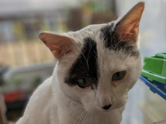 目撃された猫 目撃された猫