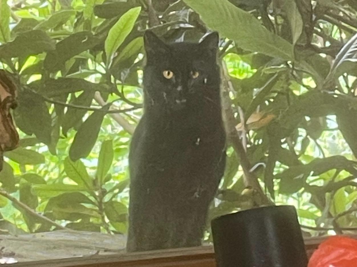 目撃された猫 目撃された猫