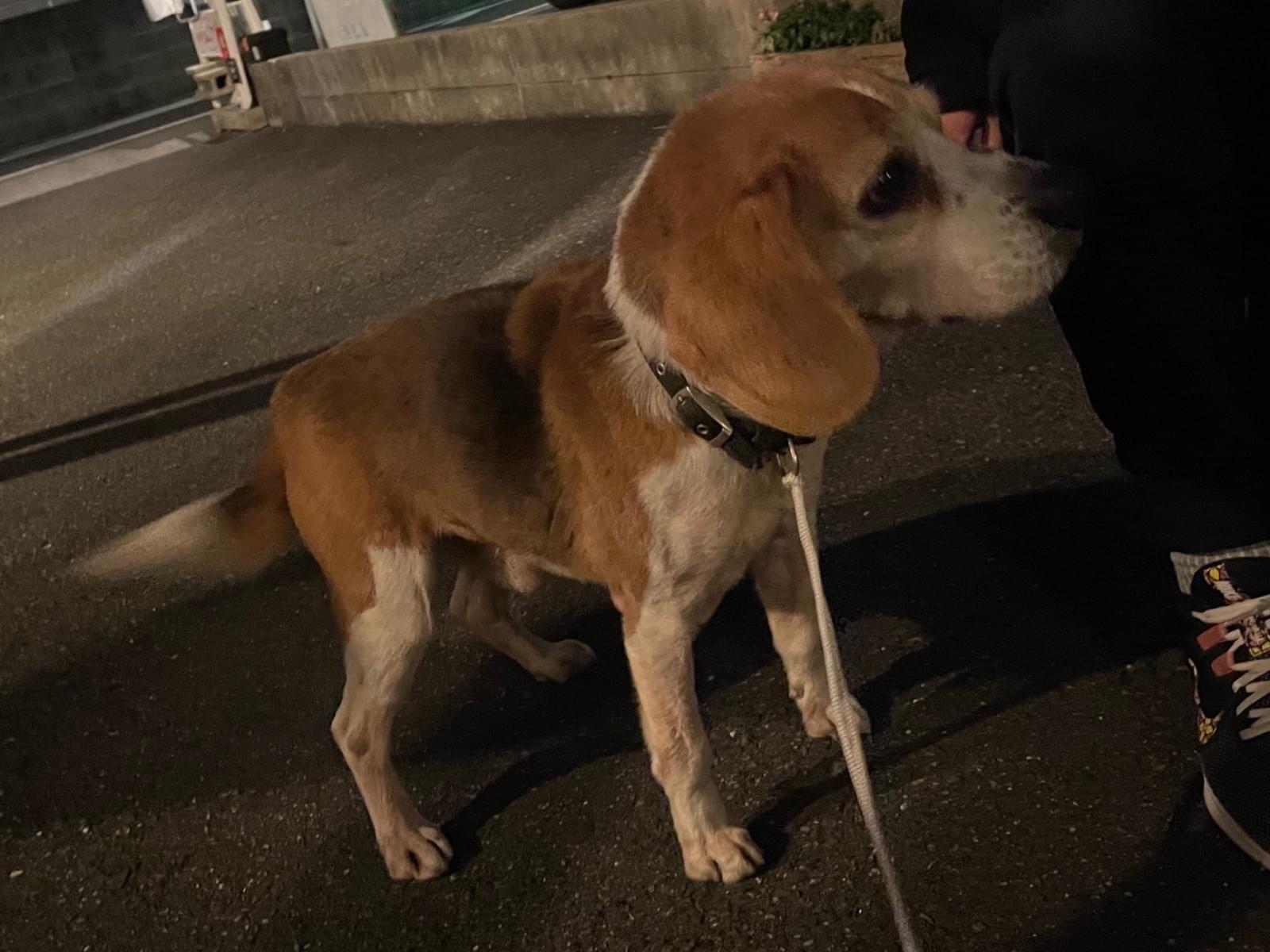 保護された犬 保護された犬