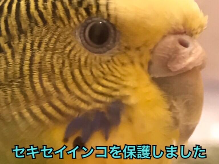 保護された鳥 保護された鳥