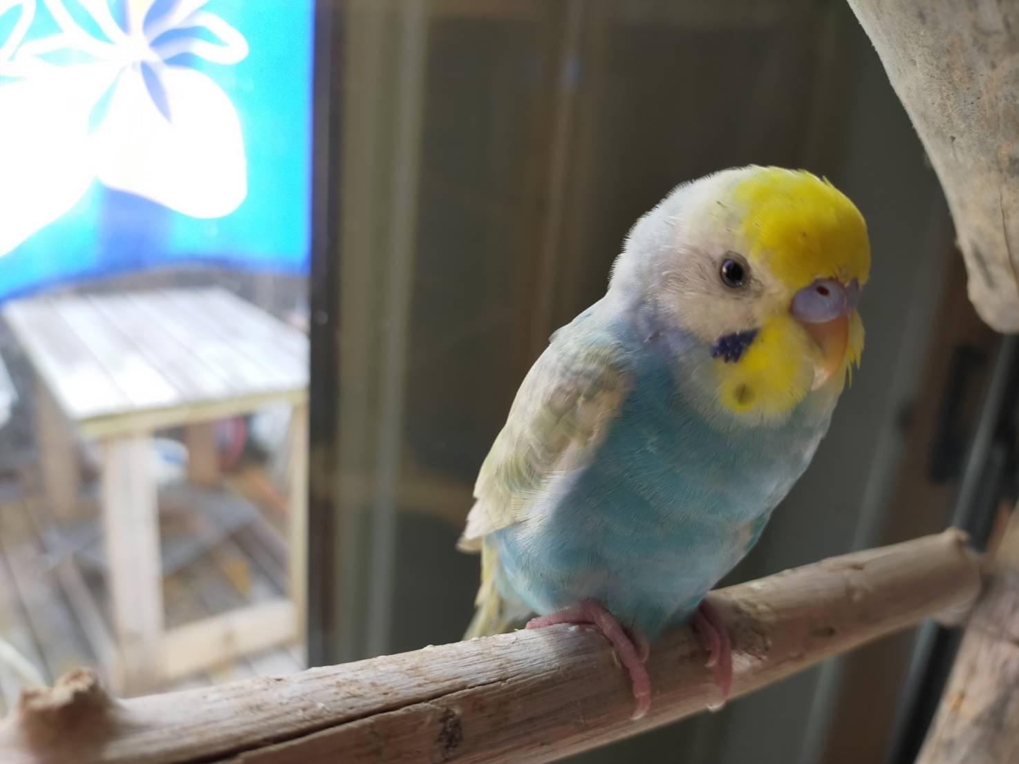 保護された鳥 保護された鳥