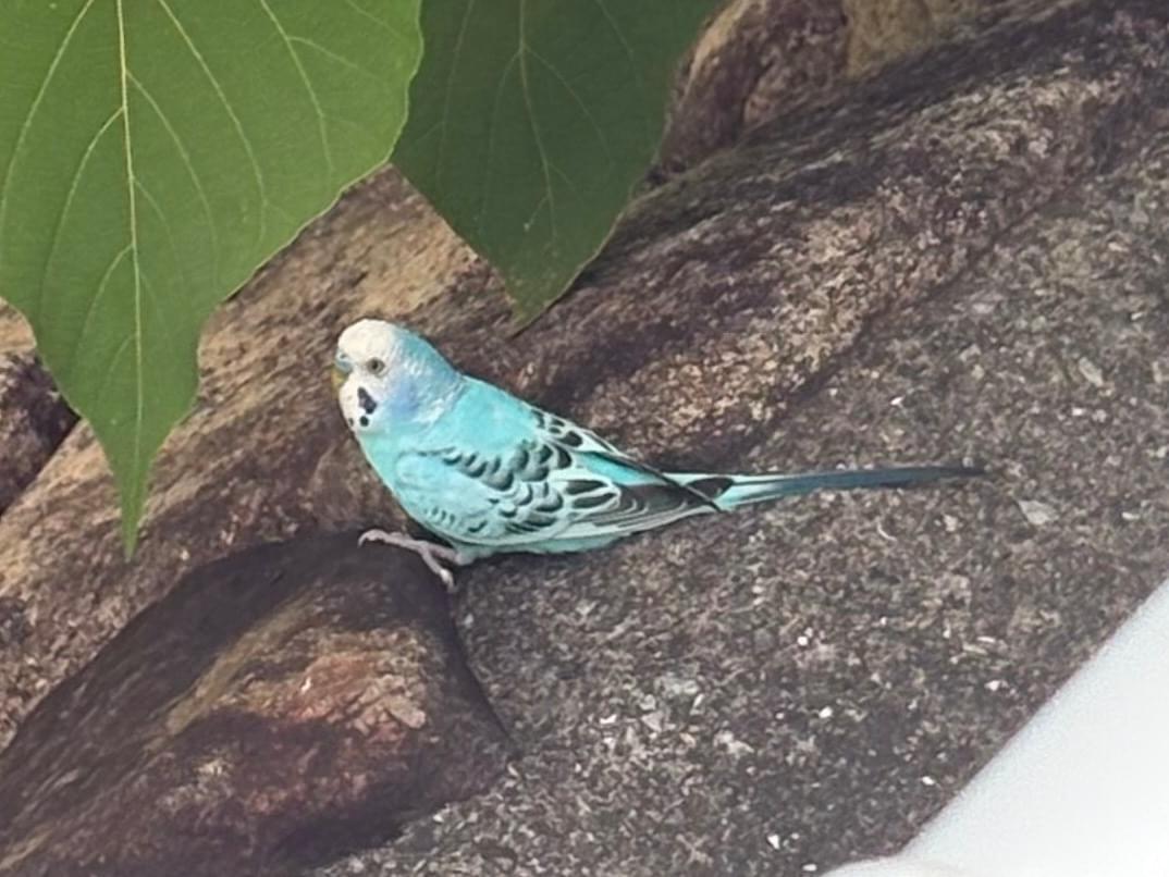 目撃された鳥 目撃された鳥