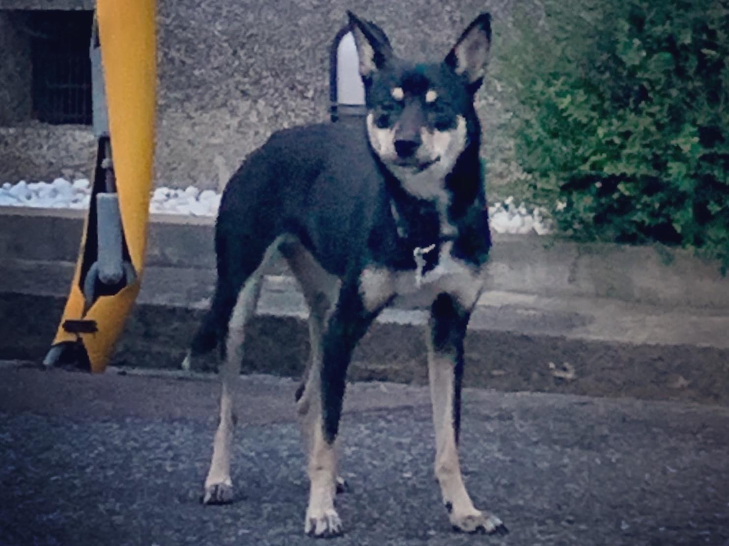 保護された犬 保護された犬