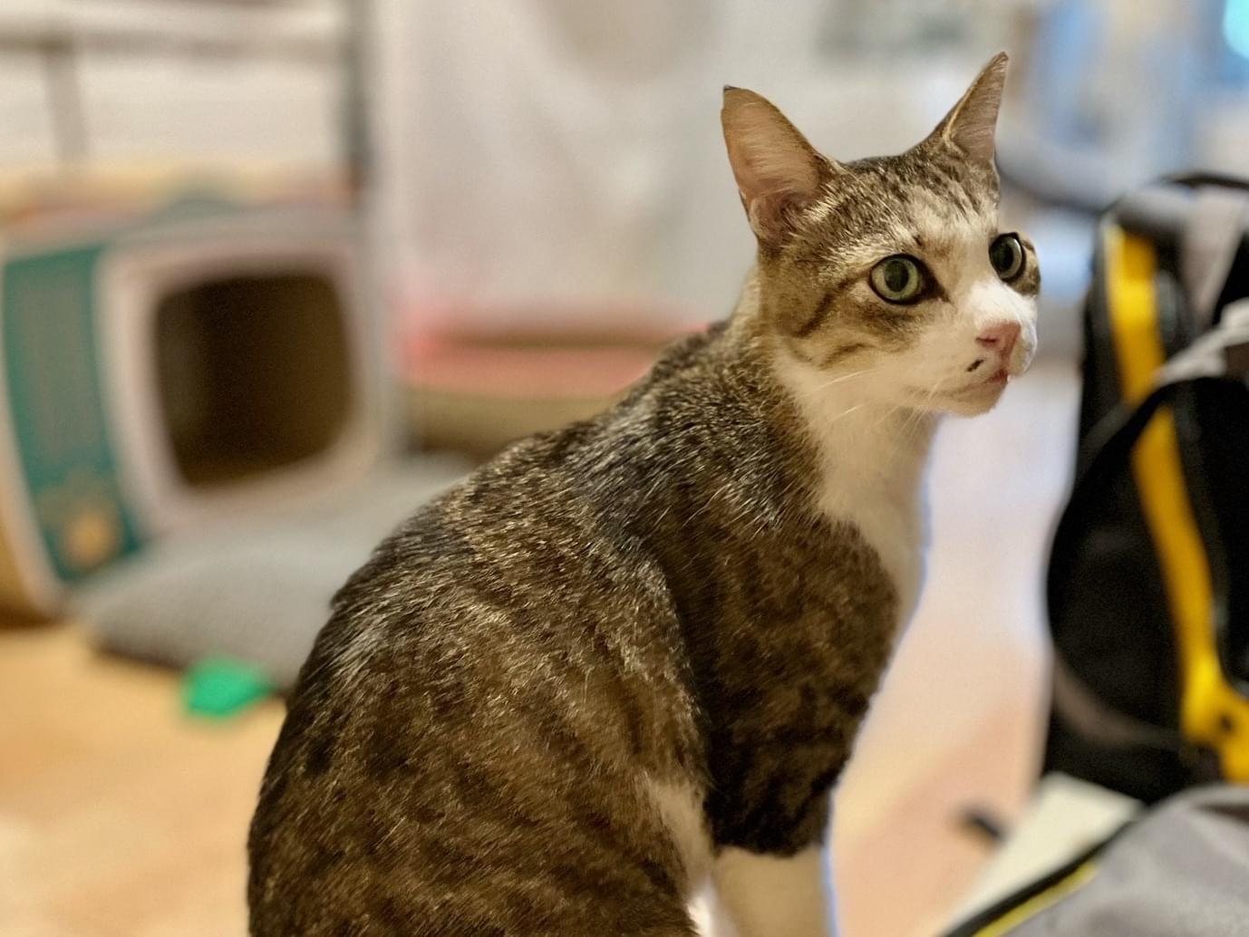 保護された猫 保護された猫