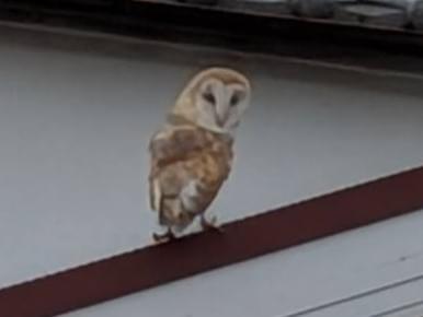 目撃された鳥