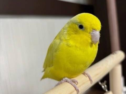 マメハちゃん マメハちゃん