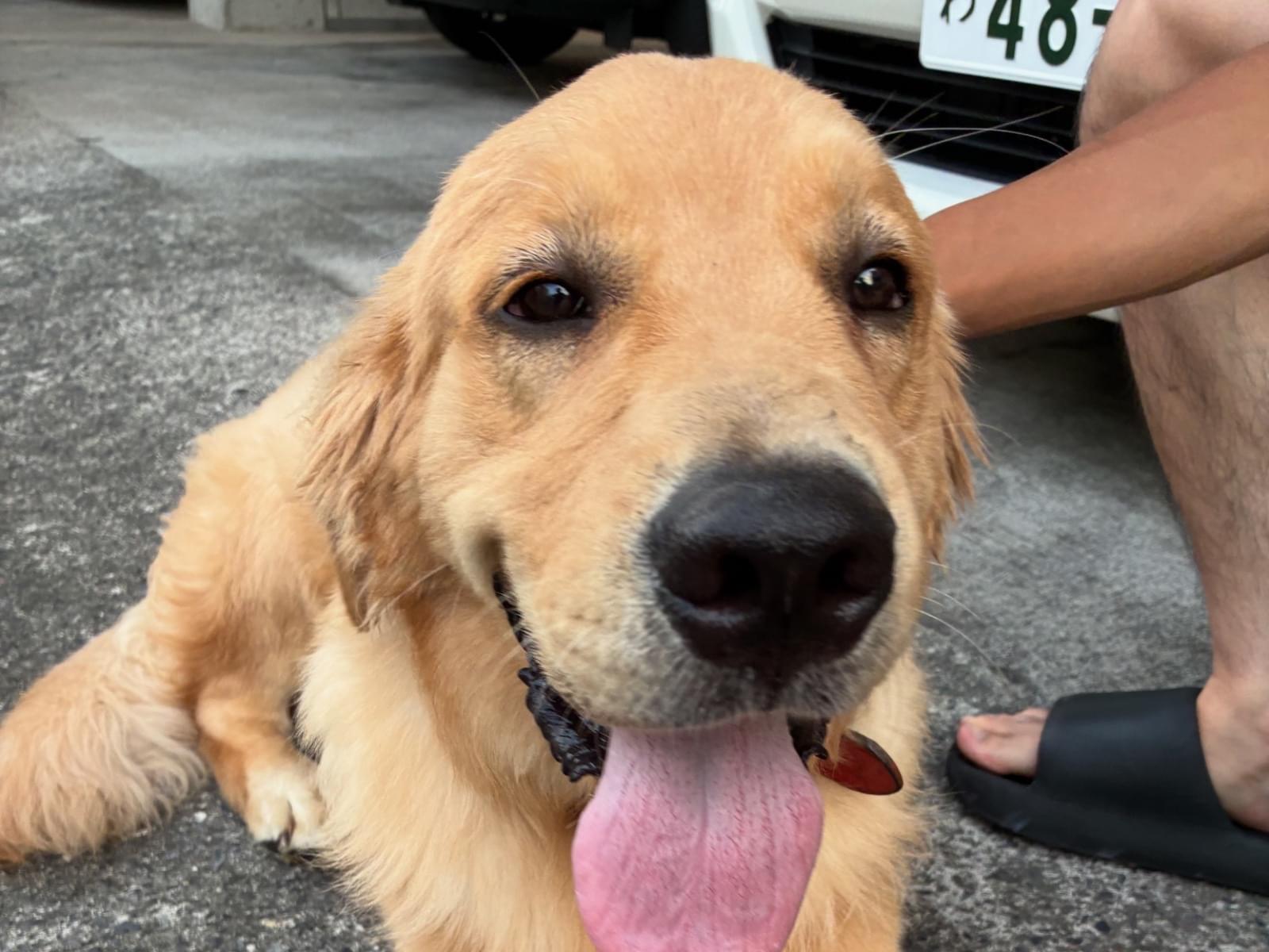 保護された犬 保護された犬