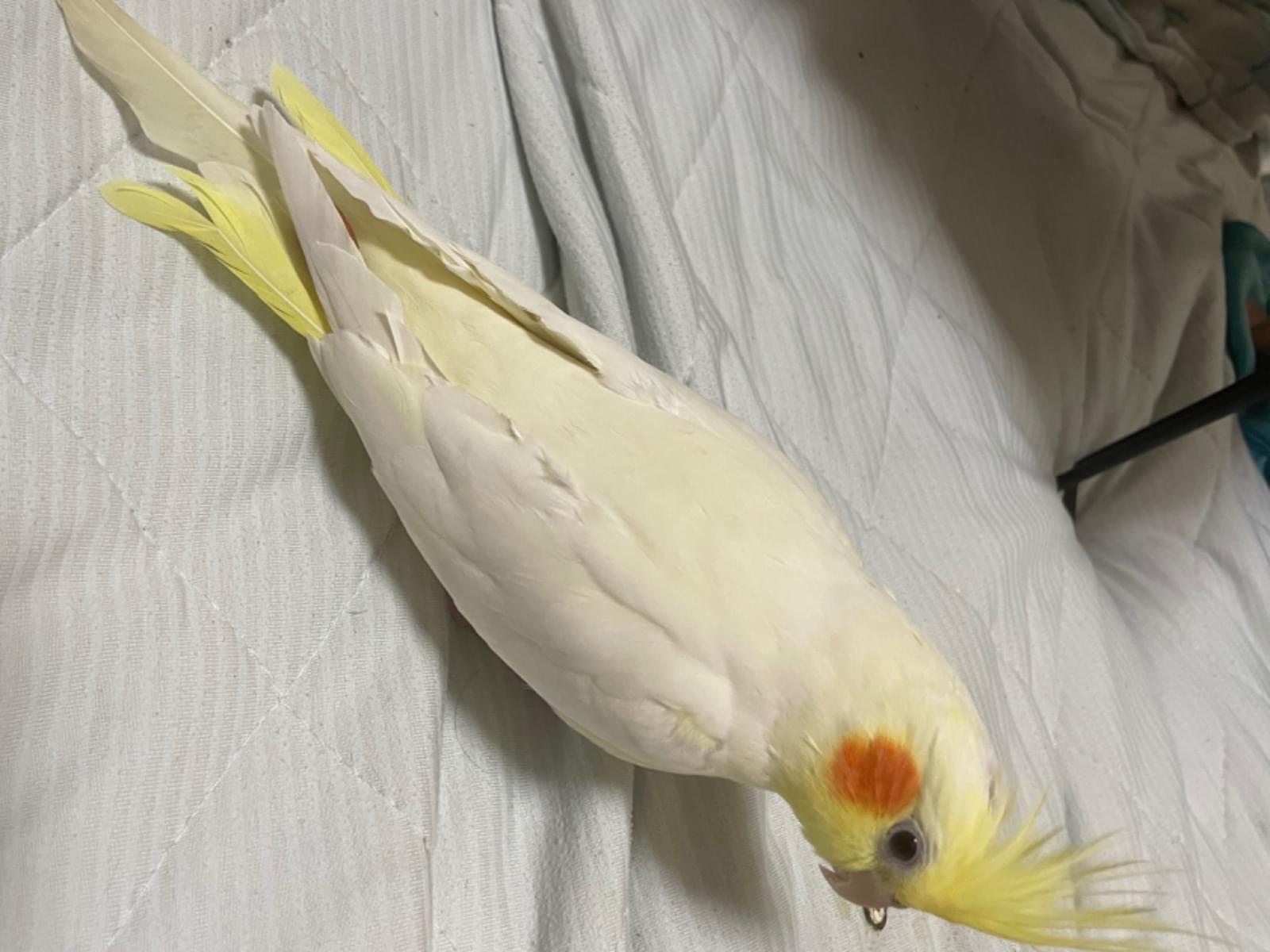 はくちゃん はくちゃん
