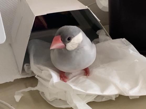 サクちゃん サクちゃん
